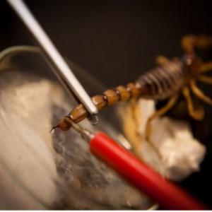  Venin De Scorpion - hygiene entretien membre de l'équipe commerciale du plus grand centre de production et d'élevage de venin de scorpion. notre centre est le premier centre de production au monde répondant aux normes les plus élevées au monde et sous la supervision des universités des sciences 