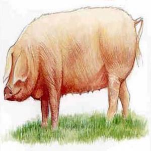 Porc Togo - animaux vivants  retrait&eacute; recherche &agrave; apporter mon savoir faire . l'&eacute;levage d&eacute;coupe de porc & distributions . accepte plusieurs propositions de travail prestataire de service salari&eacute; directeur. ou autres. salutations