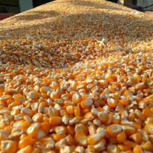  Vente De Maïs - céréales vente de sacs de maïs de haute qualité ----nous proposons des sacs de maïs de 50 kg,  parfaits pour la consommation humaine(farine,  semoule,  etc.) et animale(alimentation du bétail,  volaille,  etc.). cultivé avec soin et rigoureusement sélectionné,  notre maïs garanti
