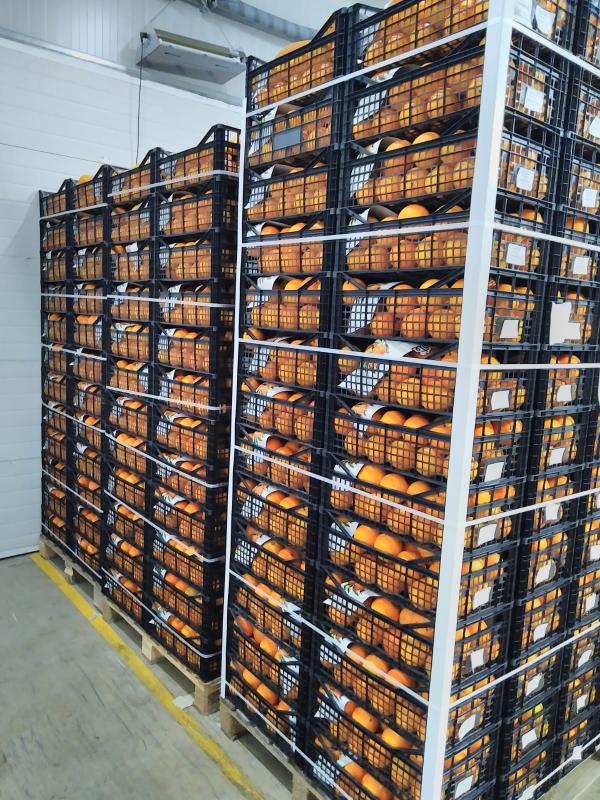  Agrumes Espagne - fruits et légumes producteur d'orange en espagne depuis 2014 notre marque d'agrumes espagnole est reconnue pour son style alliant terroir tradition et savoir faire. forts de plus de 10 ans d’exp&eacute;rience notre soci&eacute;t&eacute; a d&eacute;velopp&eacute; une grande ma&icirc;trise de la cha&icirc;ne logist