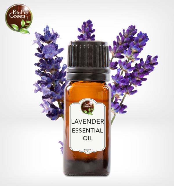 Spike Lavender Essential Oil - olis spike lavender essential oil comes from the lavandula latifolia plant also known as wild lavender or french lavender. this plant is native to the mediterranean region particularly southern france spain and italy. since ancient times spike lavender has been used for its numerous therapeutic prop