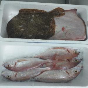  Client De Poisson Frais Et Congelé - poissons je suit un fournisseur marocain cherche un client de poisson frais et congelé .