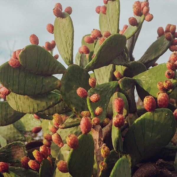  Figue De Barbarie - fruits et légumes je peux fournir des figues de barbarie alg&eacute;riennes de haute qualit&eacute; cultiv&eacute;es dans les montagnes du nord est alg&eacute;rien. elles se caract&eacute;risent par une charmante couleur m&eacute;lang&eacute;e entre le jaune et l'orange au rouge et un go&ucirc;t indescriptible. la qu