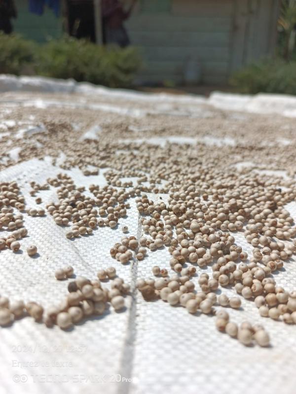  Recherche Clients Et Partenaires Grossistes - épices aromates jm poivre de ngoung jeune entreprise agricole cr&eacute;&eacute;e en 2021 dans la r&eacute;gion centre du cameroun nous exploitons 5 hectares de poivriers dans le village de ngoung où nous produisons un poivre blanc authentique et de qualit&eacute;. •	stock actuel 160 kg disponibles (pr&eacute