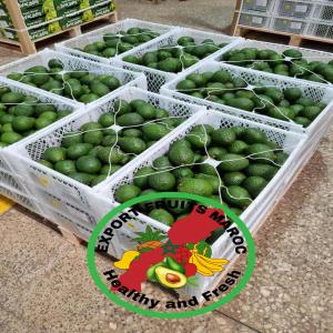  Avocado Hass Morocco - fruits and vegetables get ready for premium moroccan avocados! from morocco directly to your country--our export season is about to begin reserve your desired quantity today and ensure you receive the finest avocados straight from morocco.