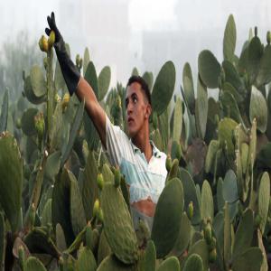  Figues De Barbarie - fruits et légumes bienvenue je recherche des partenaires ou des clients. je peux vous fournir des figues de barbarie d'alg&eacute;rie vers l'europe autant que vous le souhaitez et continuer &agrave; les fournir &agrave; bons prix avec des avantages pour les vendre. alors qu'attendez vous pour finaliser. cette affair