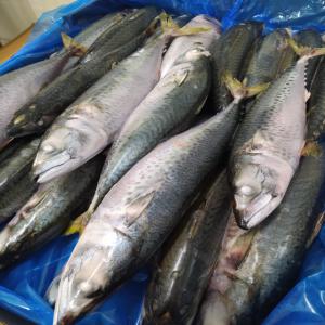  Maquereau Scomber Colias Japonicus Wr - poissons nous offrons ---maquereau --sizes ---- 1-3 pcs/ kg (l)--- 4-6 pcs/ kg (m) --packing ---two frozen blocks of 10 kg,  packed in plastic bags and carton of 20kg.