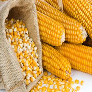  Maïs Corn - fruits secs et graines grillées maïs &agrave; vendre. grande quantit&eacute;. prix 240$/ tonnes contrat . humidit&eacute; max 15 % grains cass&eacute;s max 5 % impuret&eacute;s max 3 5 % 