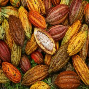  Vente De Feves De Cacao Grade - café cacao thé vente f&egrave;ves cacao 1 commodites f&egrave;ves de cacao 2 origine ghana (afrique de l'ouest) 3 p&eacute;riode de campagne 2023 2024 4 qualit&eacute; niveau a (100 % naturel) 5 commande minimum 2 000.00 tonnes m&eacute;triques (mt) livraison mensuelle 5 000.00 tonne