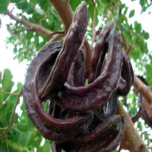  Caroube De Haute Qualité - fruits secs et graines grillées bonjour,  j'ai le caroube en matière première (800 kg) , qualité exceptionnelle et idéale pour les producteur et les professionnels. origin - algérie --contacter moi pour plus d'information 