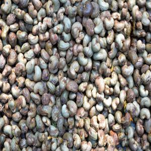  Noix De Cajou Brutes - fruits secs et graines grillées nous proposons des noix de cajou brutes de la c&ocirc;te d'ivoire,  surtout de tr&egrave;s bonnes qualit&eacute;s,  et nous sommes &agrave; la recherche d'acheteurs de grande envergure. nous sommes &eacute;galement ouverts &agrave; des propositions de partenariat qui seraient mutuellement b&eacute;n&e