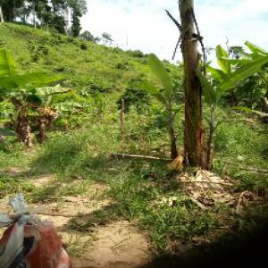  Terres Arables Louer ,ou Exploiter - mine terrain concession nous avons 17 hectares de terres dans la région du niari en république du congo, nous cherchons un partenaire pour nous aider a les exploiter ou un locataire.nous sommes aussi ouverts a toutes proposition pour un bon projet communautaire.terrain plat, bien situé,  accessible, eau.po