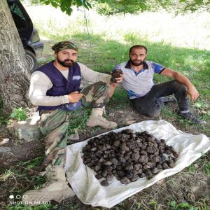  Bonjour Cherche Des Clients Pour Truffe Noir - champignon levure bonjour --je recherche des clients pour truffe noir de qualit&eacute; en provenance de bulgarie,  de quantit&eacute;s &agrave; votre convenance. --