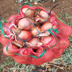  Onions Et Pommes De Terres De Maroc - fruits et légumes vous etes a la recherche d'un professionnelle de l'exportation de onions et pommes de terres depuis la maroc vous etes sur la meilleure annonce