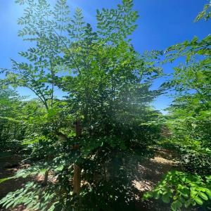  Baobab, Bissape, Moringa, Hibiscus,bouye - fruits secs et graines grillées . nous produisons de la poudre de baobab très fine sans sable ni résidus,  nous fournissons également les fruits de baobab , pulpe (bouye),  les feuilles séchées de moringa, de fleurs d'hibiscus séchées (blanc, rouge et le noir {binto, sabdariffa}),  du souc