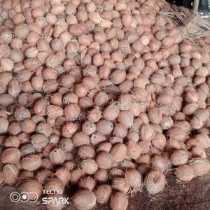  Noix De Coco - fruits et légumes nous sommes &agrave; la recherche de clients pour un stock tr&egrave;s important de noix de coco disponible &agrave; abidjan. 
