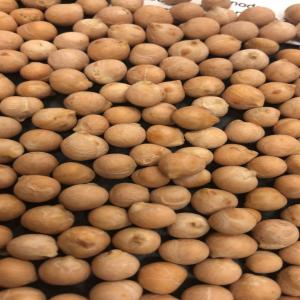  Pois Chiches 6+ Et 8+ - féculents pois chiche 6+ et 8+ sortex emballage en sac de 25 kg humidit&eacute; 13% puret&eacute; 99% grains cass&eacute; pas plus de 4% ordre minimum 1 conteneur 