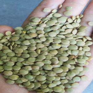  Lentilles Vertes - féculents lentilles vertes emballage 25 kg minimum commande conteneur 20 pied 25 tonnes recolte 2023 2024