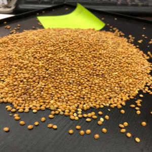  Millet Jaune - aliments pour animaux millet jaune pour alimentation d'oiseaux et volaille qualit&eacute; sup&eacute;rieure emballage 25 kg disponible en grande quantit&eacute; minimum ordre 1 contenaire