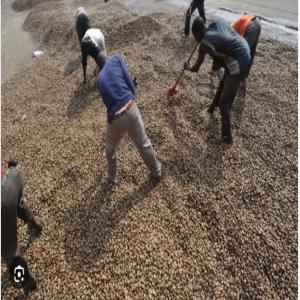  Anacarde,hevea - café cacao thé en pr&eacute;lude a la campagne d'anacarde qui s'annonce tr&egrave;s bient&ocirc;t ayant en possession des coop&eacute;rative je suis en quete de partenaire financier afin d'exporter mes produits a l'&eacute;tranger capacite de livrer plus de 1000tonnes d'anacarde. au plaisir de vous recevoir veu