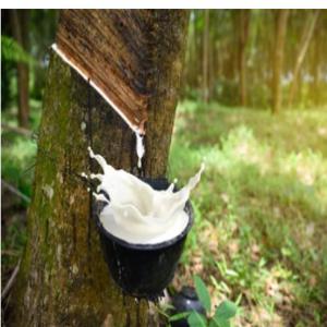  Domaine D'hevea - café cacao thé  le domaine agricole c'est mon affaire ma sp&eacute;cialit&eacute; ma passion! si vous etes a la recherche de fournisseur de produit d'h&eacute;v&eacute;a veuillez me contacter possibilit&eacute; de vous livrer a tout moment peu importe le tonnage. allez je vous attends pour une merve