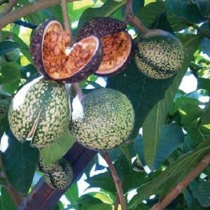  Voacanga Africana - fruits secs et graines grillées bonsoir je suis &agrave; la recherche de fournisseurs potentiels de voacanga africana. nous achetons quelque soit la quantit&eacute;. je recherche essentiellement des fournisseurs locaux.
