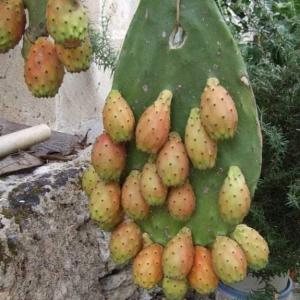  Prickly Pear - fruits secs et graines grillées pour les commandes et demandes de renseignements,  veuillez nous contacter sur whatsapp 