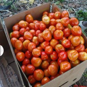  Recherche Acheteur - fruits et légumes notre entreprise &eacute;tant une soci&eacute;t&eacute; de production et de commercialisation de produits vivriers; bas&eacute;e en cote d'ivoire,  nous avons un grand stock et un large &eacute;ventail de productions &agrave; proposer. pour l'annonce pr&eacute;sente il s'agit de la tomate. ces tomate