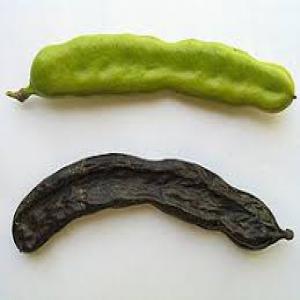  Caroube Et Feuilles De Sidr - fruits secs et graines grillées le **caroube** est le fruit du caroubier,  un arbre méditerranéen. sa pulpe sucrée est utilisée comme substitut du chocolat,  riche en fibres,  protéines,  et antioxydants,  et sans caféine ni gluten. la **gomme de caroube**,  extraite des graines,  sert d’é