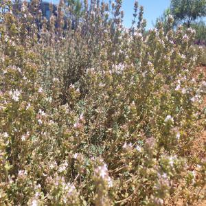  Thym Feuilles Séchées Biologique - épices aromates feuilles de thym commun biologique certificat ab et biomaroc s&eacute;ch&eacute;es &agrave; l'ombre et nettoy&eacute;es &agrave; la main en coop&eacute;rative f&eacute;minine. excellente qualit&eacute; emball&eacute;e en futs cartonn&eacute;s herm&eacute;tiques. r&eacute;colte et s&eacute;chag