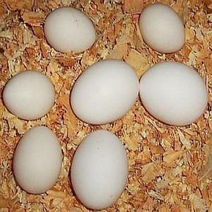  Éclosion De Poulets De Chair (ross/cobb) - viandes et oeufs œufs d'incubation de poulets de chair (ross/cobb)--et œufs de table de catégorie a----nous commercialisons des œufs d'incubation et de table frais de différentes tailles ;--œufs blancs et bruns frais--couleur -- blanc-brun--taille -- petit,  moyen--détails