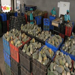  80 Tonnes D'ananas - fruits et légumes salut chers partenaires.--comme vous le savez,  nous sommes fournisseur d'ananas.--actuellement nous disposons de 50 tonnes d'ananas pain de sucre et 30 tonnes d'ananas cayenne lisse.--merci de nous contacter pour la suite de notre deal.----cordialement.