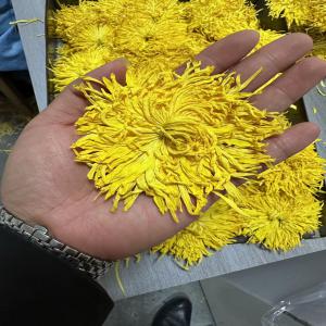  Grossiste Tisane Chrysanthème Royale Jaune - café cacao thé nous proposons des chrysanth&egrave;mes royale jaunes photo de l'annonce contractuelle en grade alimentaire conforme aux exigences europ&eacute;ennes pour application directe usage culinaire divers p&acirc;tisserie infusion extraction fleurs s&eacute;ch&eacute;es pr&eacute;sent&eacute;es en