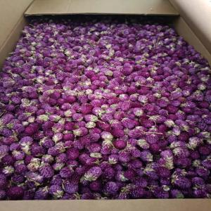  Grossiste Globe Amaranthe Gomphrena - horticulture plante biocarburant globe amaranthe vari&eacute;t&eacute;s violette rouge blanche en grade alimentaire conforme aux exigences europ&eacute;ennes pour application directe usage culinaire divers p&acirc;tisserie infusion extraction ou simplement en grade pour la d&eacute;coration fleurs s&eacute;ch&eacute;es