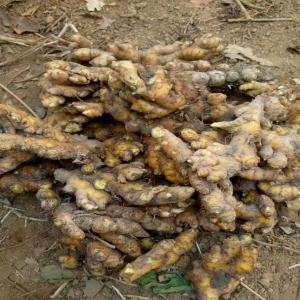  Vente De Gingembre Et De Curcuma - fruits secs et graines grillées bonjour nous sommes en côte d'ivoire,  nous recherchons des clients sérieux pour la vente du gingembre frais,  gingembre en poudre,  curcuma frais,  curcuma sec,  curcuma en poudre. pour le gingembre frais nous avons la capacité de fournir 100 tonnes par mois sur une période de
