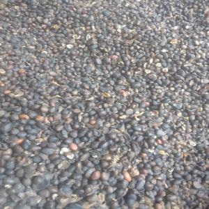  Vente D'amande De Palmiste - autres nous disposons de 20 tonnes d'amendes de palmiste et cherchons des clients. nous avons la possibilit&eacute; de faire une quantit&eacute; mensuelle plus grande selon vos besoins.