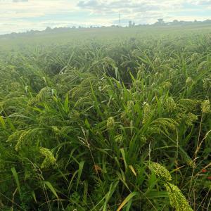  Vente De Millet Blanc 2024 - céréales je dispose de 5 &agrave; 6 t de millet blanc bio en vrac (ou en big bag de 500kg ) &agrave; vendre . merci de me faire une offre &agrave; la tonne en   .