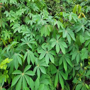  Tubercules De Manioc - féculents nous sommes une entreprise de production de manioc située au centre cameroun et disposons actuellement d'environ 50 hectares de manioc de transformation (variété 8034) prets à récolter et à vendre. contact 