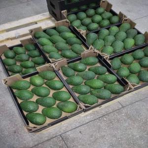  Avocat Du Maroc - fruits et légumes disponible l'avocat hass bonne qualit&eacute; tout les calibres d&eacute;part station & exportations international.