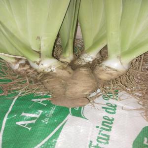  Racine Iris - fruits et légumes je souhaite vendre une grande quantit&eacute; de racines d'iris. je suis du maroc. pour toute personne int&eacute;ress&eacute;e