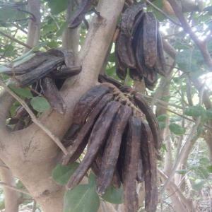  Je Cherche Des Clients Pour Vendre Le Caroube - café cacao thé j'ai une quantité de caroube,   je voulais de vendre pour un client qui m'intresse,   je cherche quelqu'un pour acheter une quantité de caroubes très mûres et excellentes