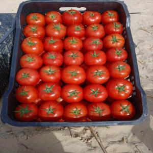  Pomme De Terre Et Tomate - fruits et légumes bonjour,  nous sommes une entreprise agricole algérienne. nous disposons des plus belles variétés de pommes de terre nouvelles et de tomates,  de haute qualité naturelle.