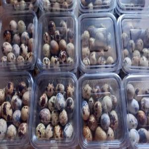  Vente D'œufs Et Viande De Caille - viandes et oeufs ferme avicol vous propose la vente d'œufs et viande de caille,  riches en vitamines et protéines. nous vous garantissons la qualité de nos produits et notre objectif est de satisfaire notre précieuse clientèle.