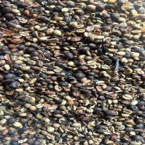  Reget De Café 35 Tonnes En Disposition - café cacao thé nous disposons de 35 tonnes de reget de caf&eacute; robusta 1750 fcfa/kg paiement en esp&egrave;ce uniquement &agrave; abidjan. si vous etes int&eacute;ress&eacute; contactez nous imm&eacute;diatement. 1750f l&agrave; tonne uniquement qu abidjan 35 tonnes 