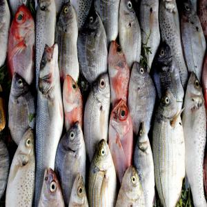  Grossistes En Produits Alimentaires Congelés - poissons soci&eacute;t&eacute; sp&eacute;cialis&eacute;e dans l'importation et l'exportation de poissons et de viandes congel&eacute;s mettent &agrave; votre disposition ses produits. poissons p&eacute;lagiques chinchard hareng maquereau sardine  poissons divers de mer ou d'eau douce bon
