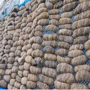  Concombres De Mer - poissons entreprise agroalimentaire sp&eacute;cialis&eacute;e dans les concombres de mer. nous vendons des concombres de mer de bonnes qualit&eacute;s (nous les vendons en &eacute;tat brut c&agrave;d non &eacute;cras&eacute; &eacute;cras&eacute; aussi qui es la plus demand&eacute;e sur le march&eacute;.