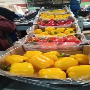 Poivron California - fruits and vegetables nous présentons notre poivron california g et gg jaune - vert - rouge en carton de 5 kg avec programme ou sans avec transport ou non ,  nous sommes disponible de répondre a vos questions.----salutation
