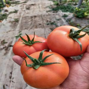  Tomate Ronde Grande -l - fruits et légumes pour la saison r&eacute;cente nous vous pr&eacute;sentons les tomates marocaine en toute varietes ---ronde ---cerise ronde et ovale---cocktail---grappe--       merci de nous contacter pour plus d information----salutations --