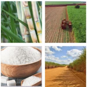  Sale Of Premium Icumsa 45 Sugar - sweet our company is pleased to offer superior quality icumsa 45 sugar. don't miss this opportunity to acquire our premium quality sugar!--product details---*****************--type- icumsa 45 sugar--****************--specifications---****************--appearance- crystal white with sparkling clarity--pola