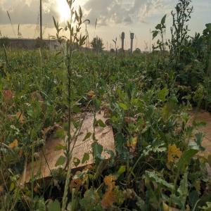  Escargots 18-20tonnes Helix Aspersa Maxima - animaux vivants nous proposons en gros-gris des escargots  vivants helix aspersa maxima en filets de 5 kg.-- notre soci&eacute;t&eacute; est impliqu&eacute; dans les produits alimentaires depuis plus de 10 ans en allemagne et dans d'autres pays europ&eacute;ens.--  notre ferme d'escargots,  situ&eacute;e dans la mag